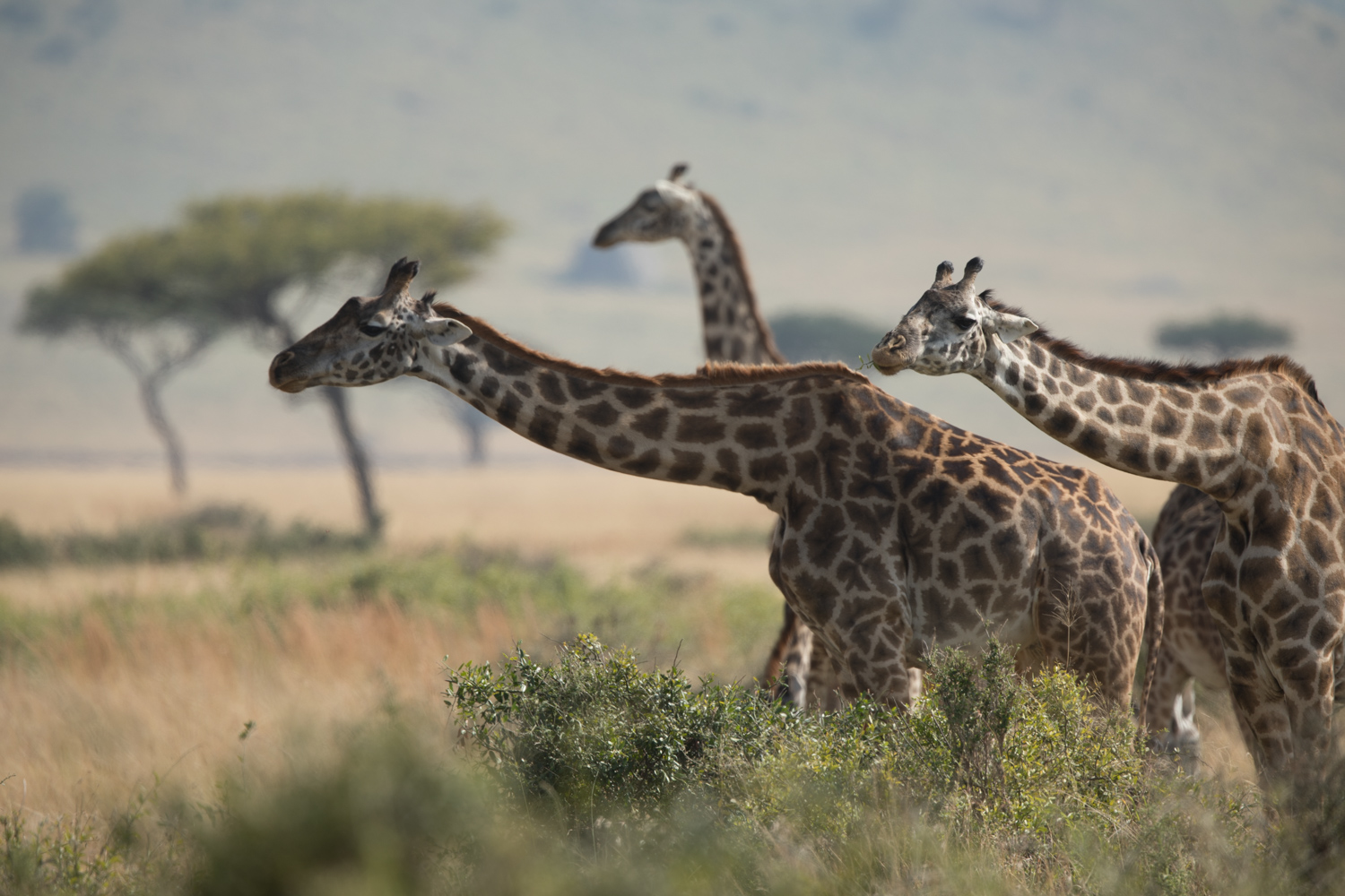 featured image of post: John Greengo’s Top Safari Tips