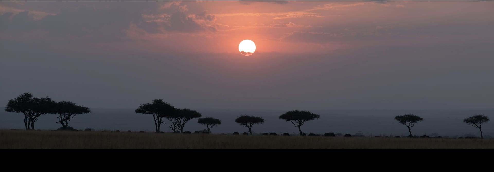 featured image of post: Safari Photography: How to Shoot from the 4×4