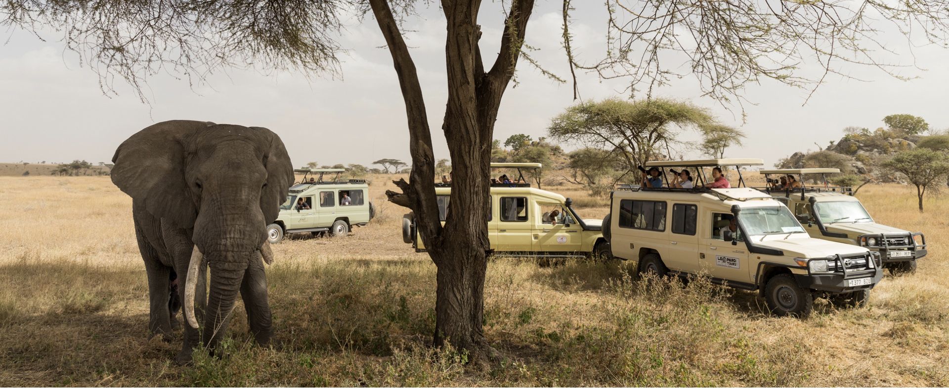 featured image of post: Cameras and Lenses to Capture Exciting Safari Action