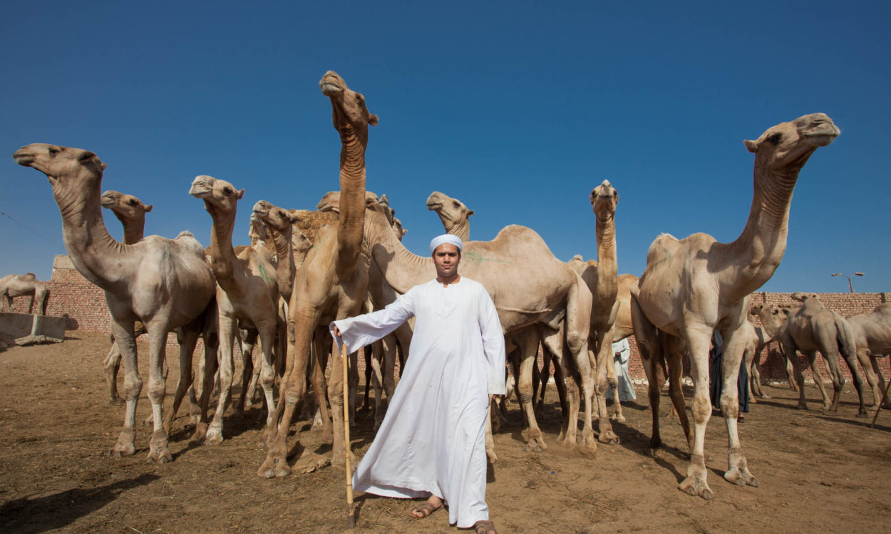 People-Egyptian-Man-with-Camels-herding-John-greengo > John Greengo ...