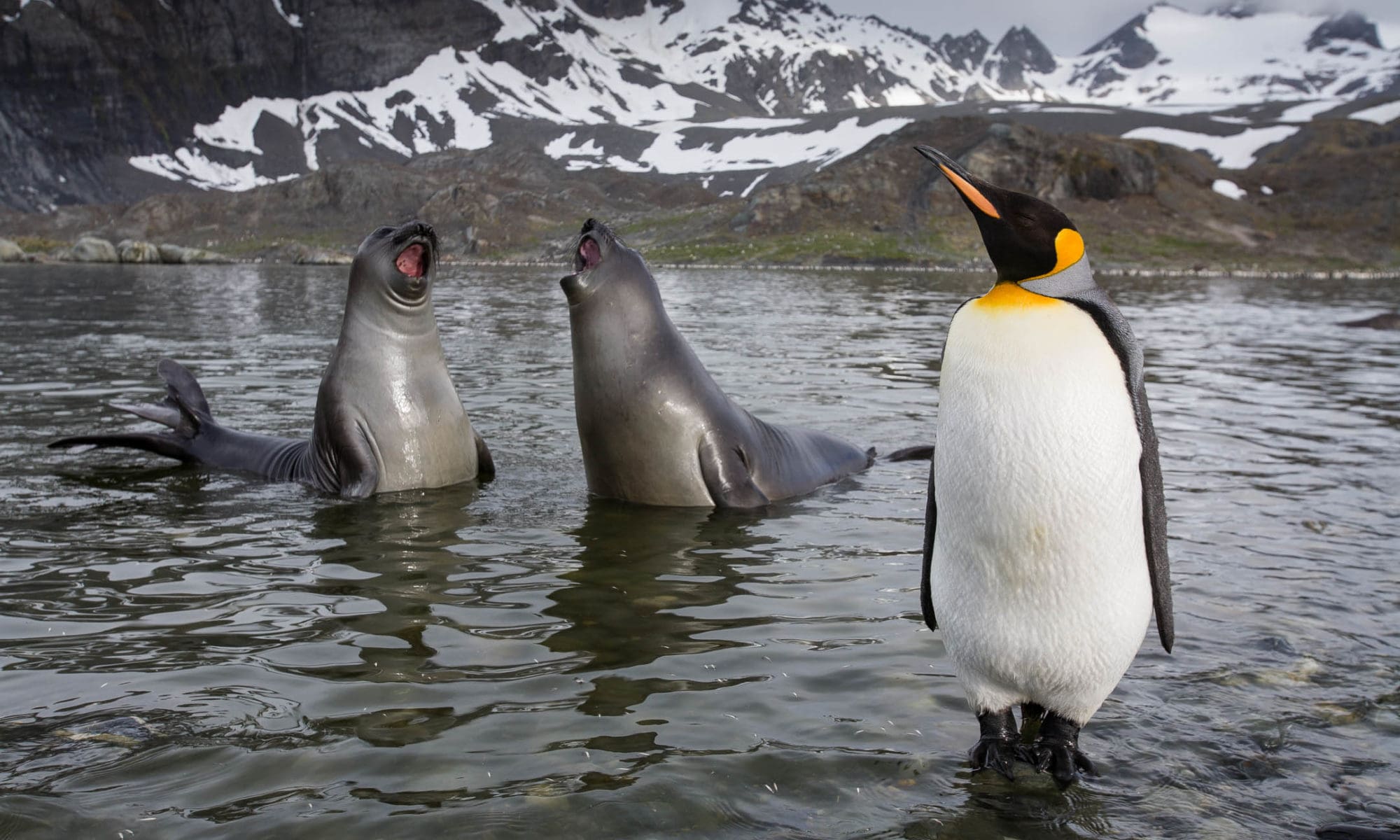 Penguin and the seals/King Penguin (Aptenodytes patagonicus)/Sothern