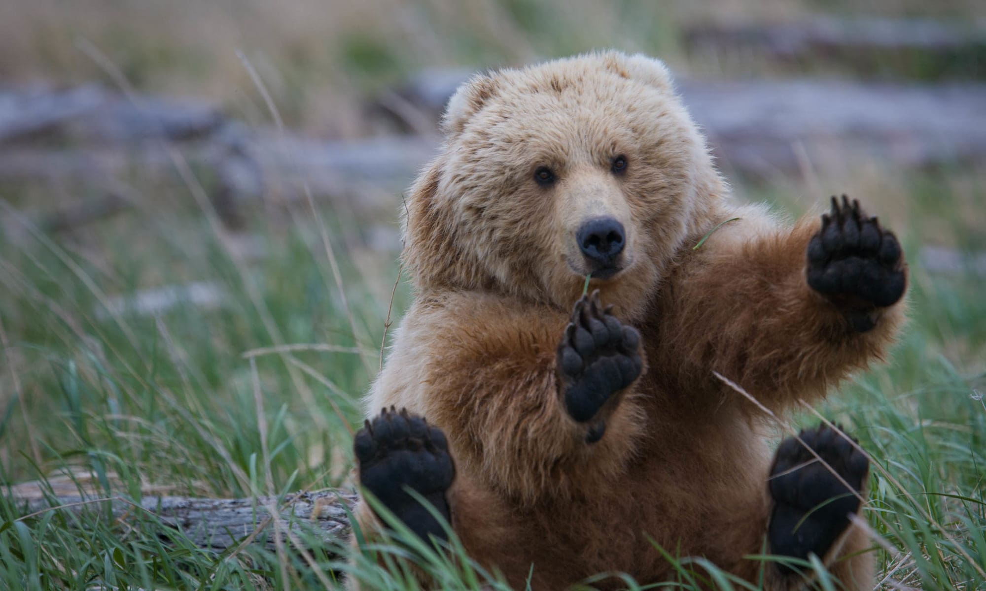 Wildlifeyounggrizzlybearfeetupsittingdownalaskajohngreengo