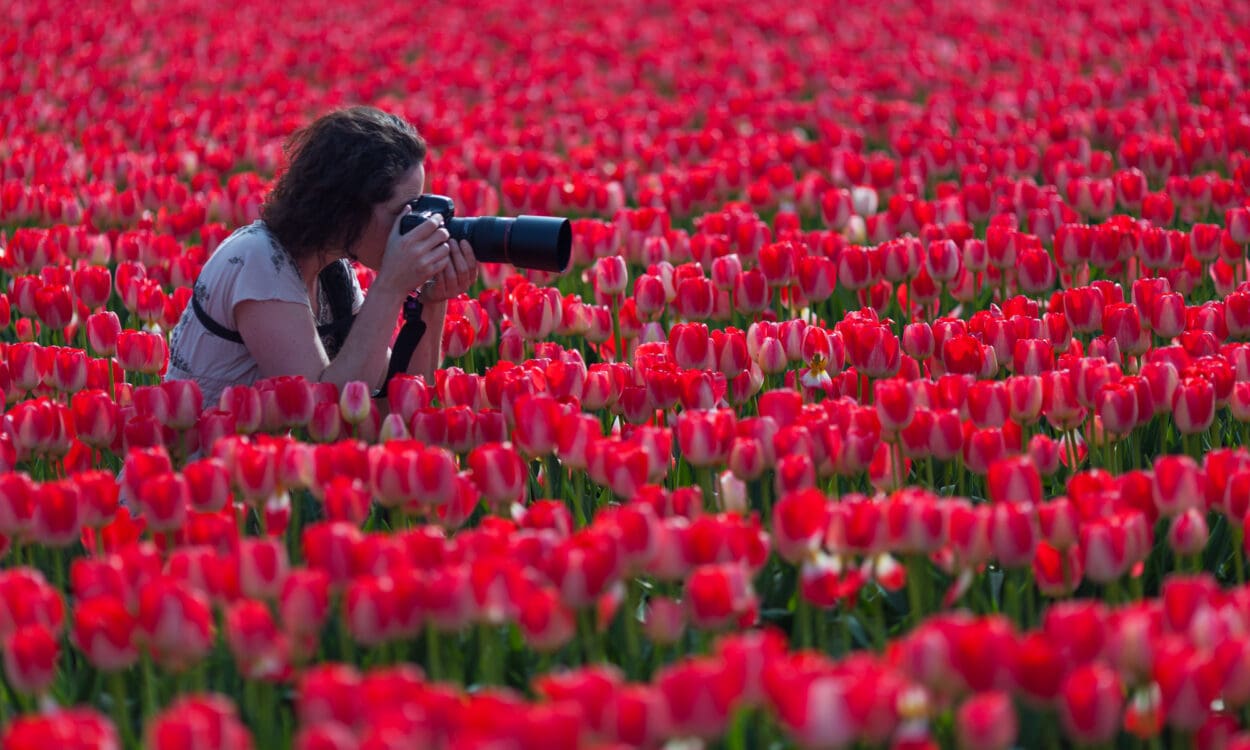 Photographer in a field of tulips