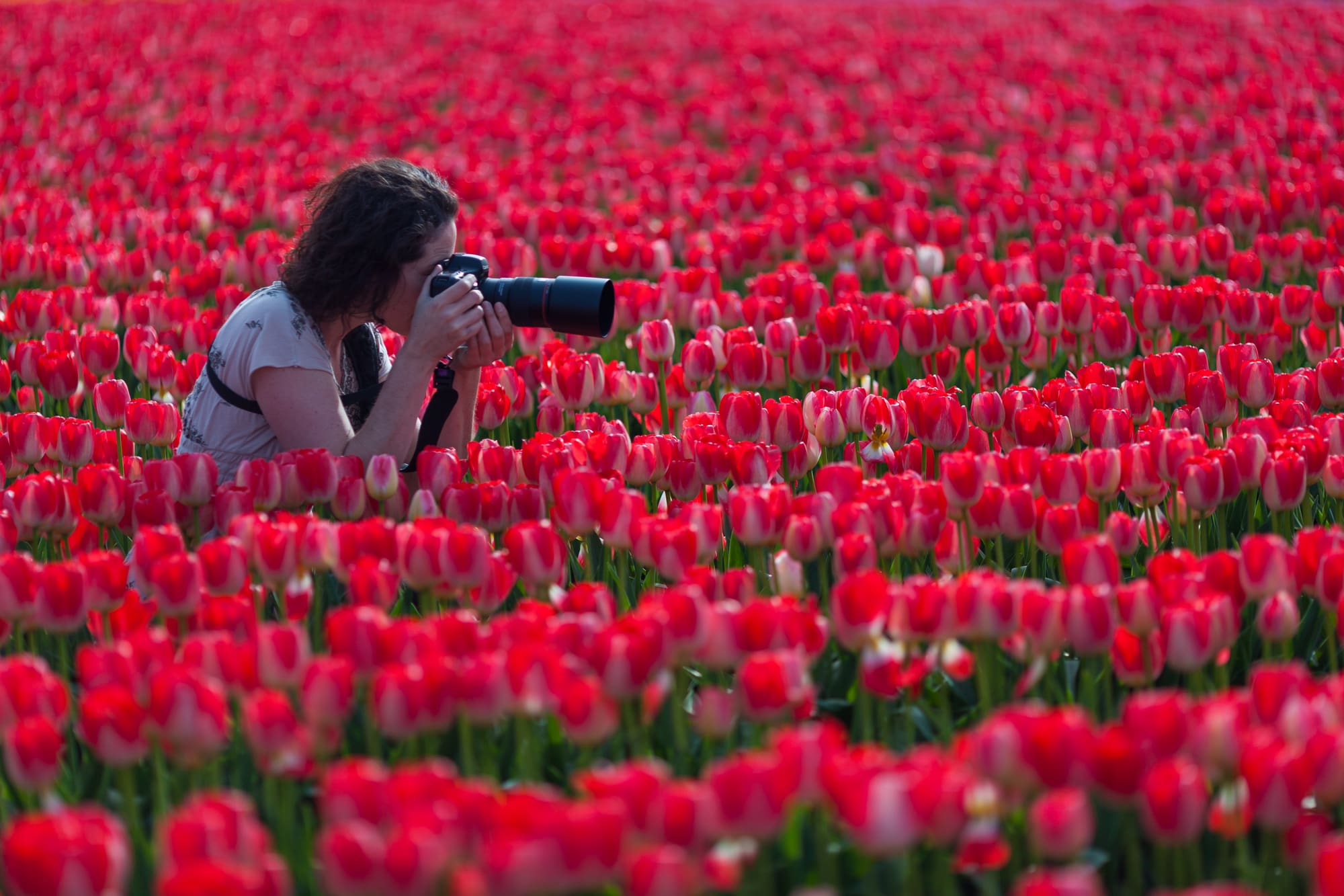 Photographer in a field of tulips