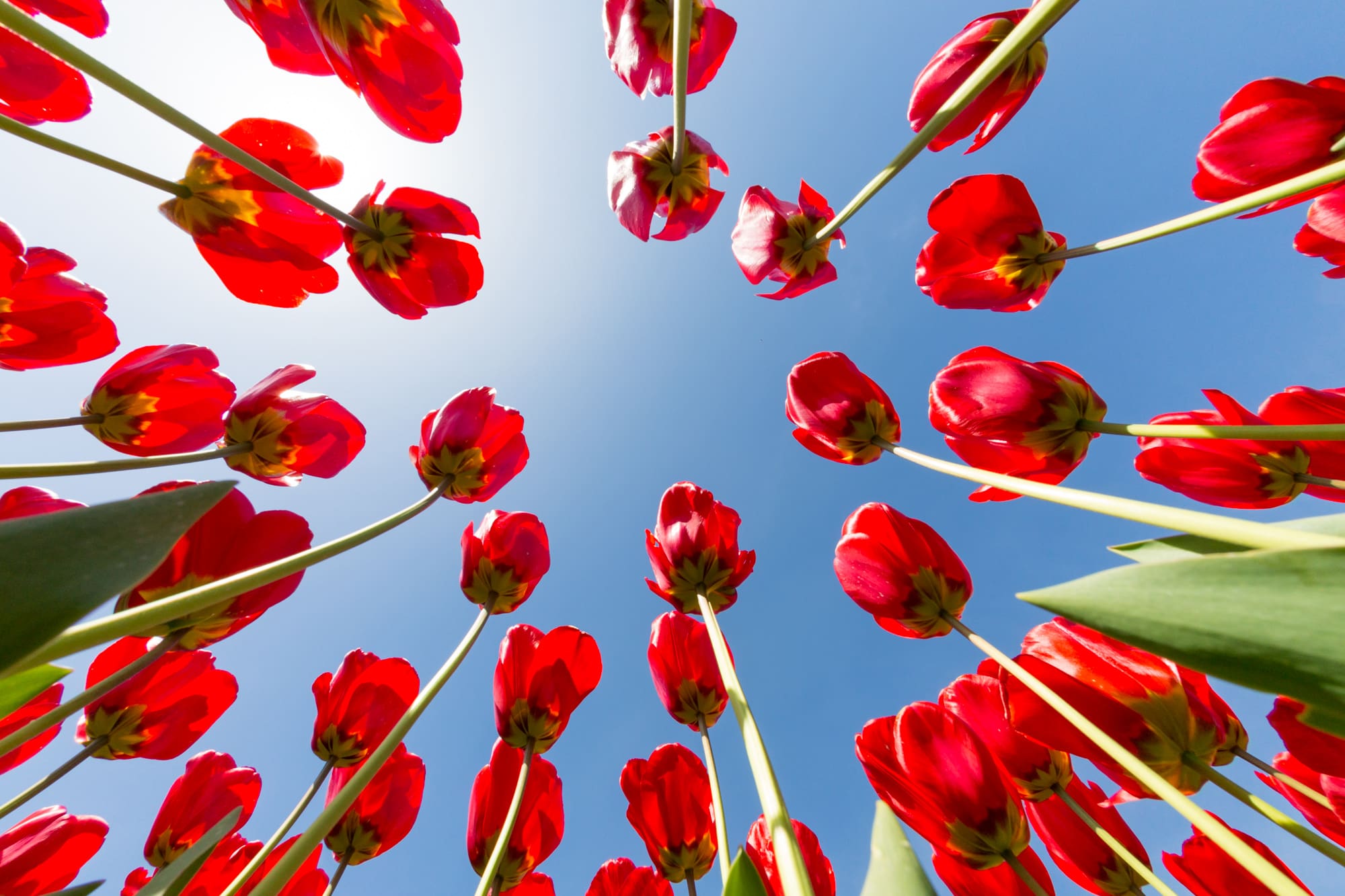 Multiple red tulips reaching to the sky