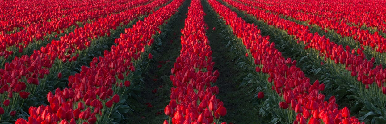 Field of red tulips from the Skagit Valley Tulip Festival