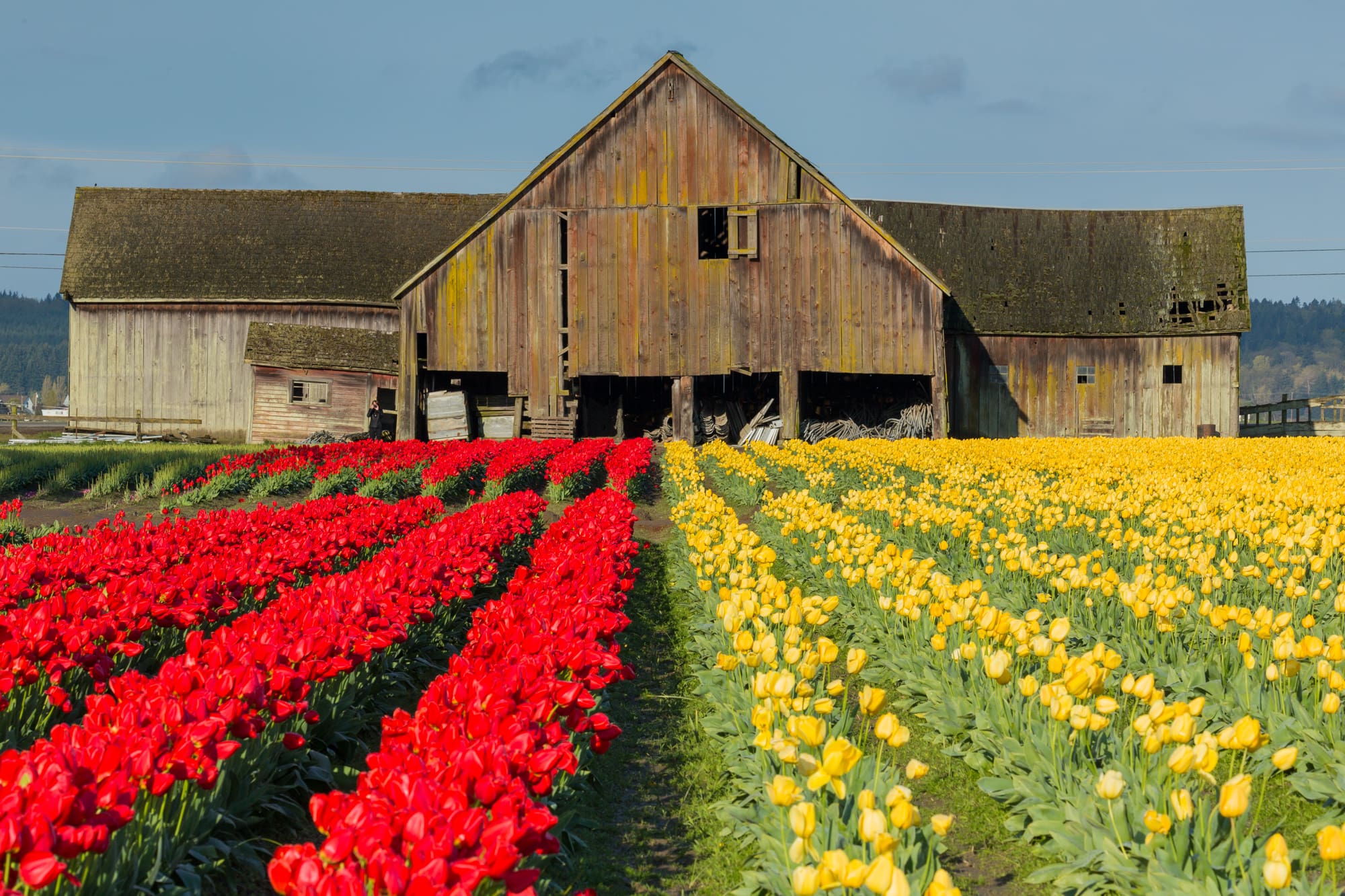 Tulip fields leading to a large barn