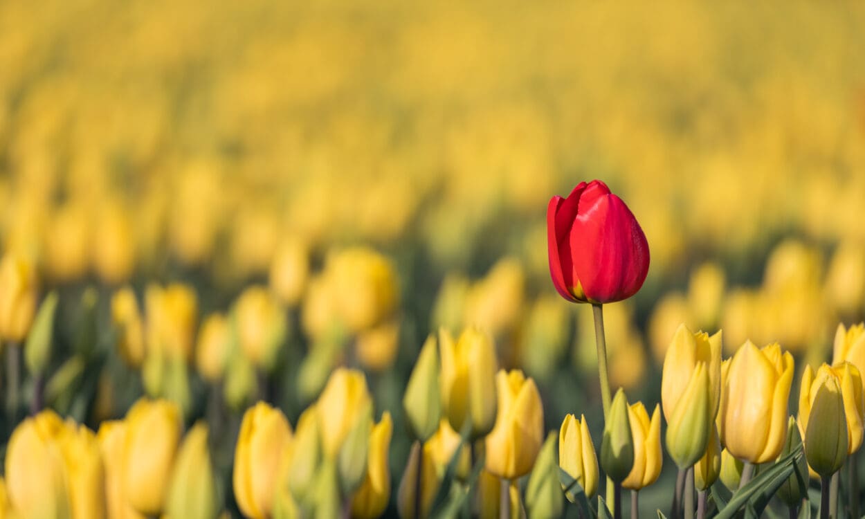 A single red tulip in a field of yellow tulips