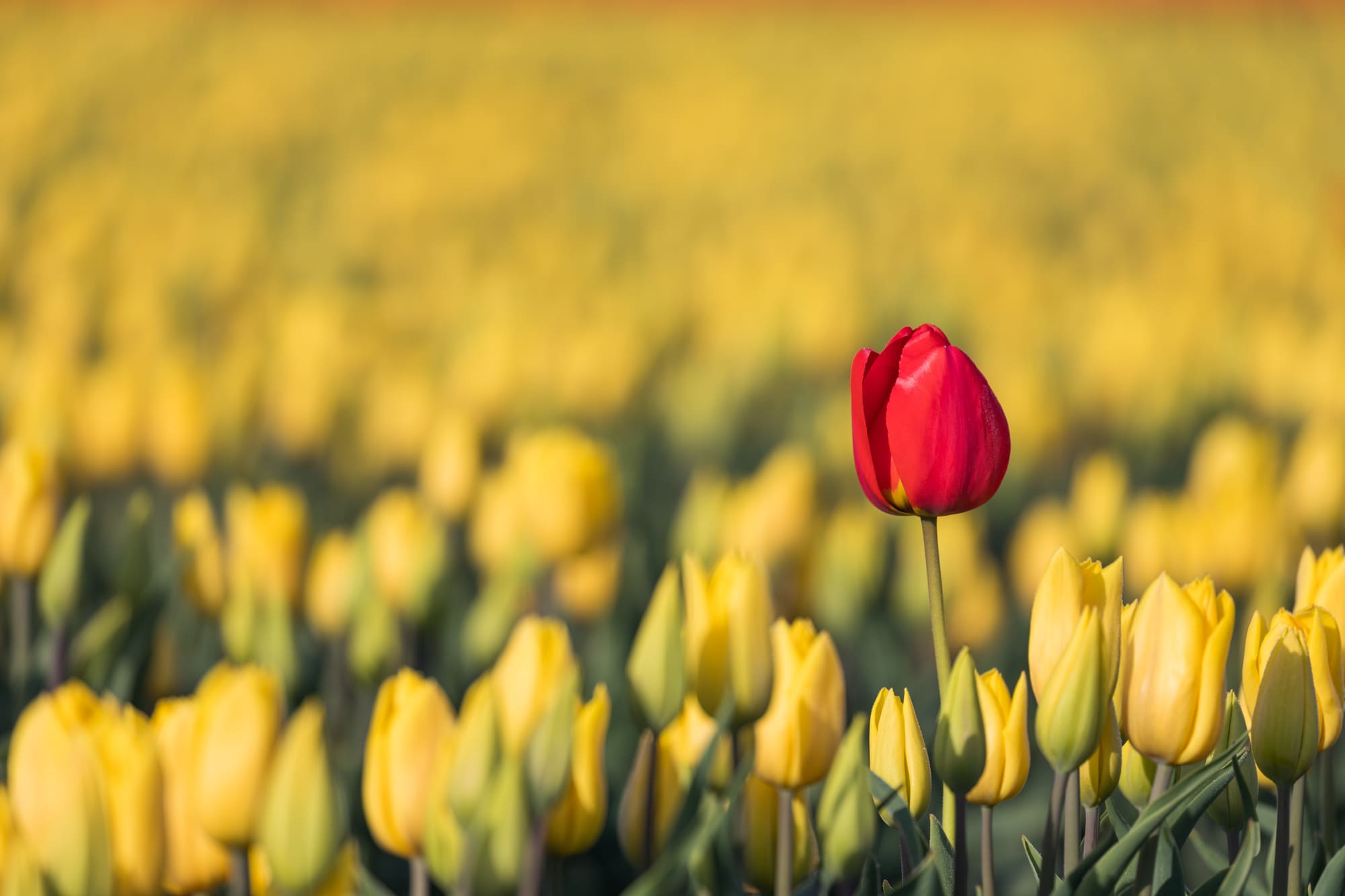 A single red tulip in a field of yellow tulips