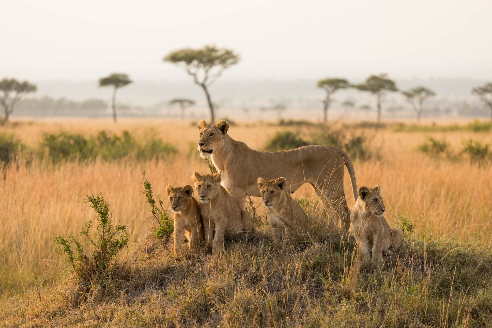 image for the tour: Kenya Safari 2024