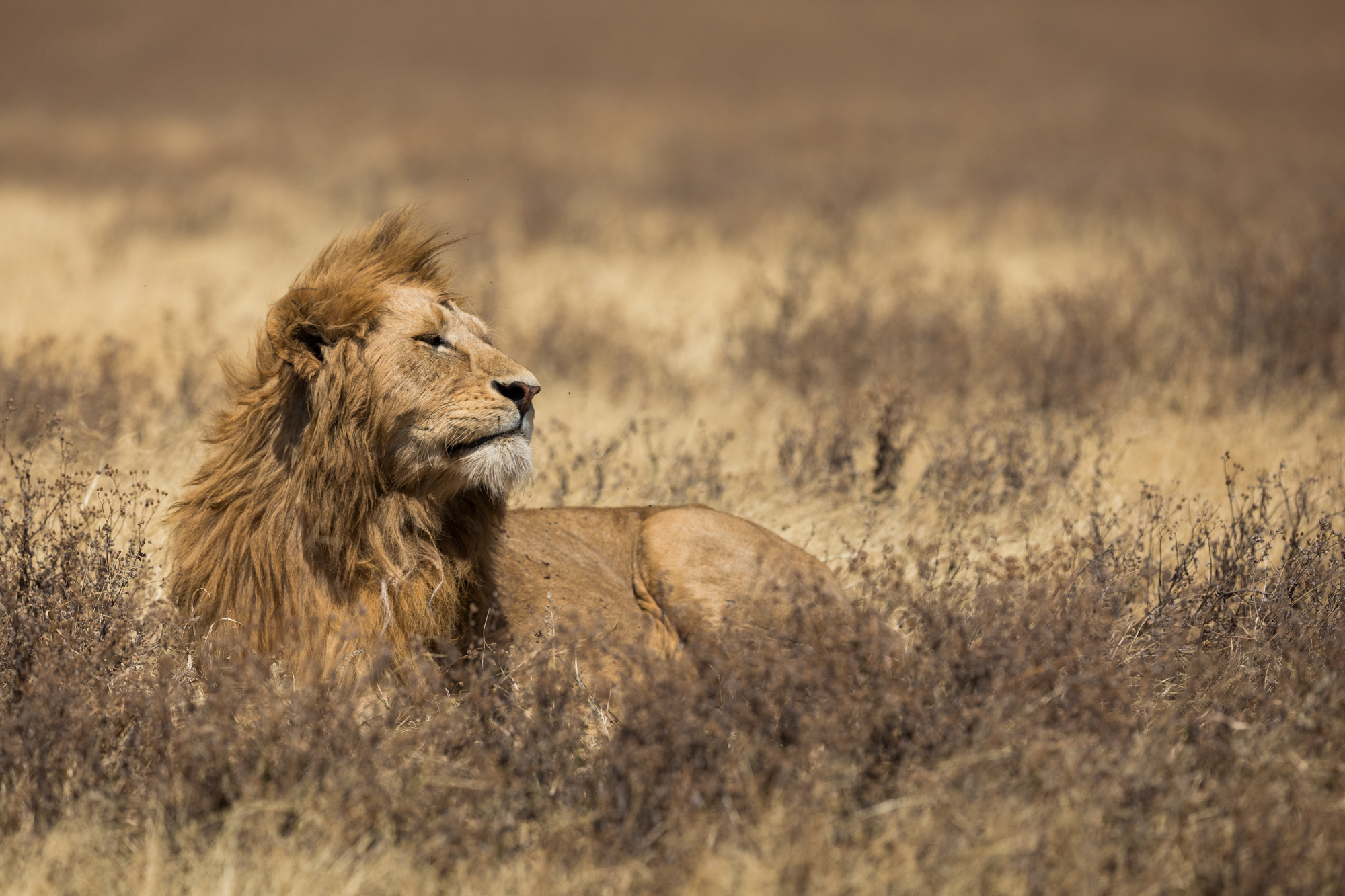 featured image of post: Top 12 Safari Photo Tips