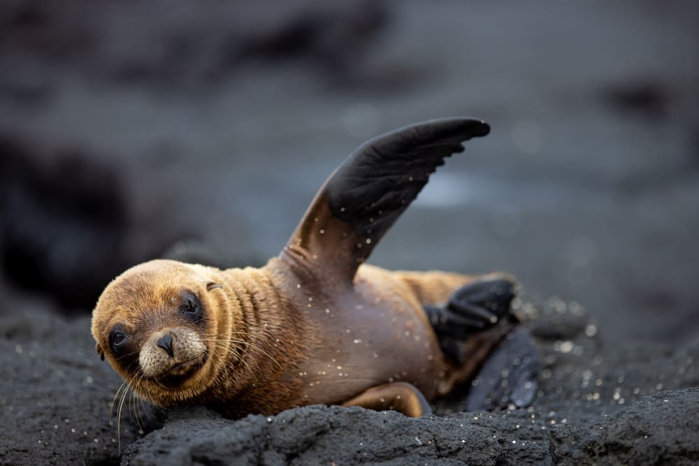 featured image of post: Photographing the Galapagos Islands