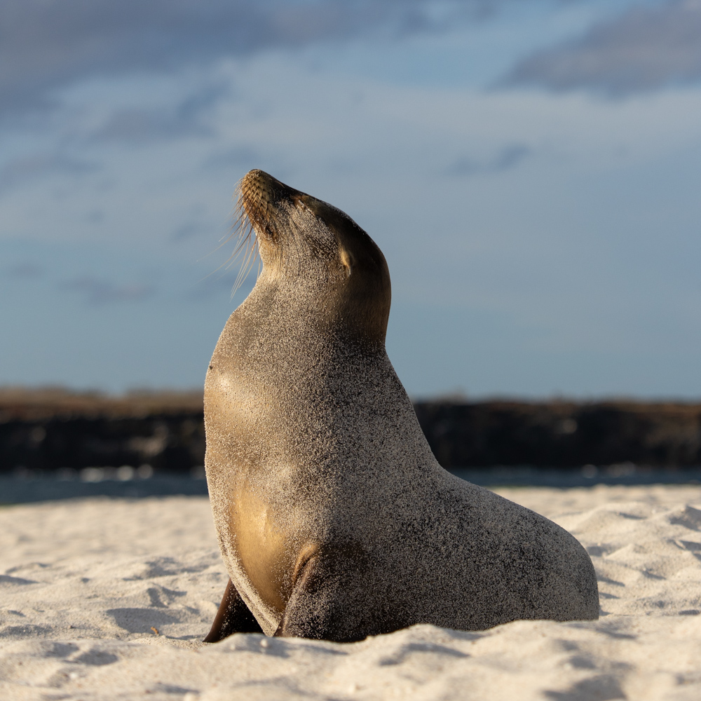 featured image of post: Photographing the Galapagos Islands