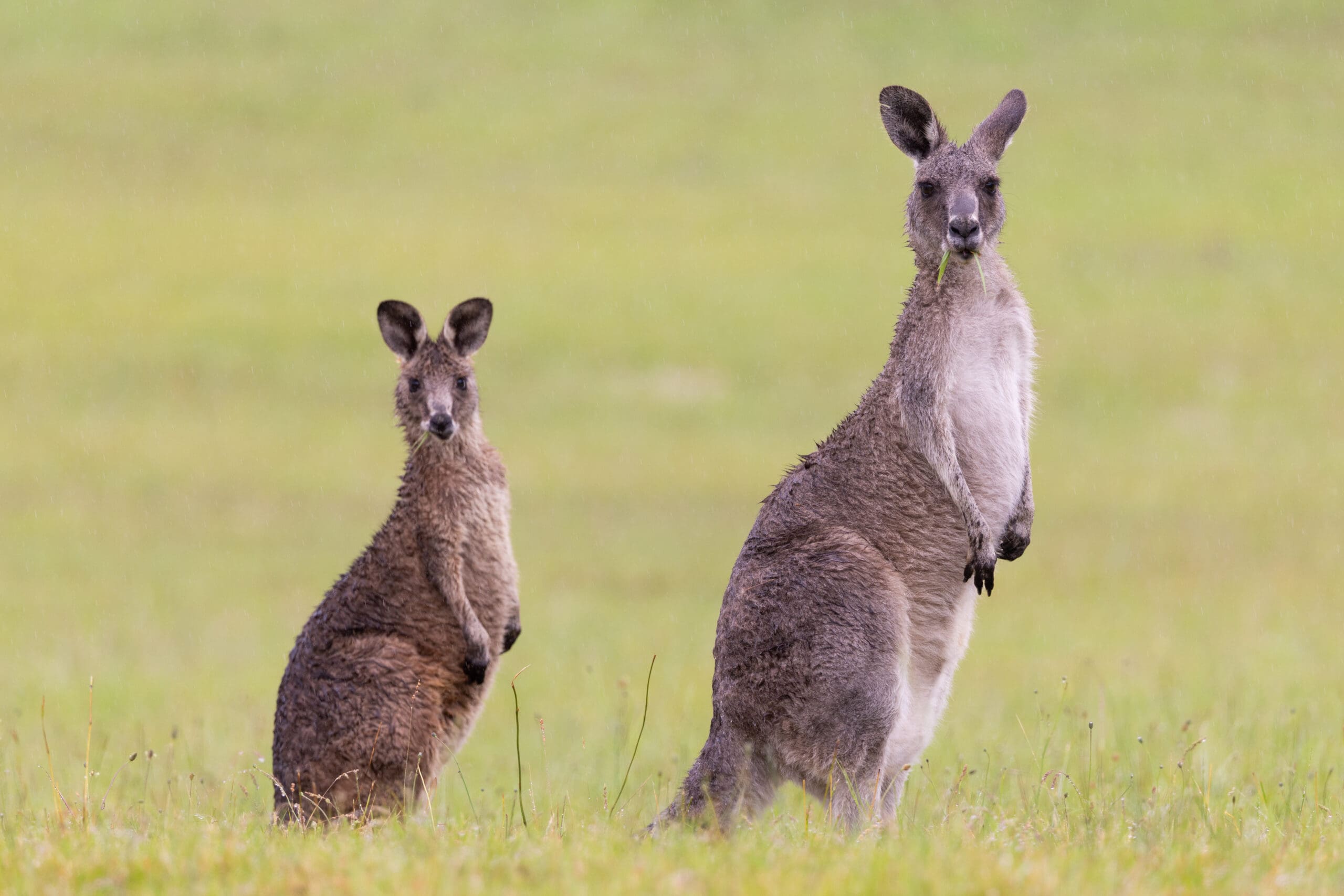image taken in Blue Mountains ~ Sydney ~ Central Coast