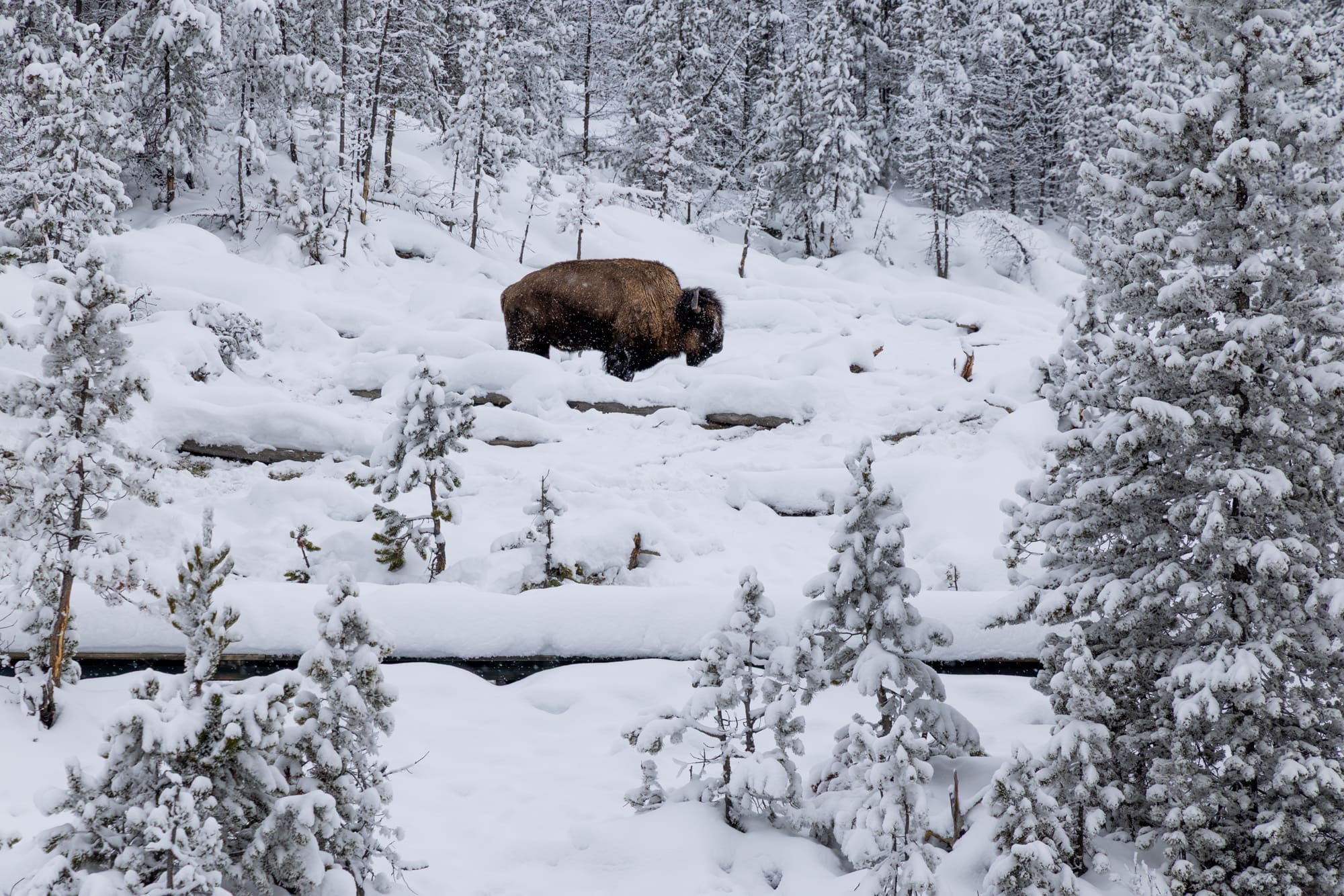 featured image of post: Winter in Yellowstone