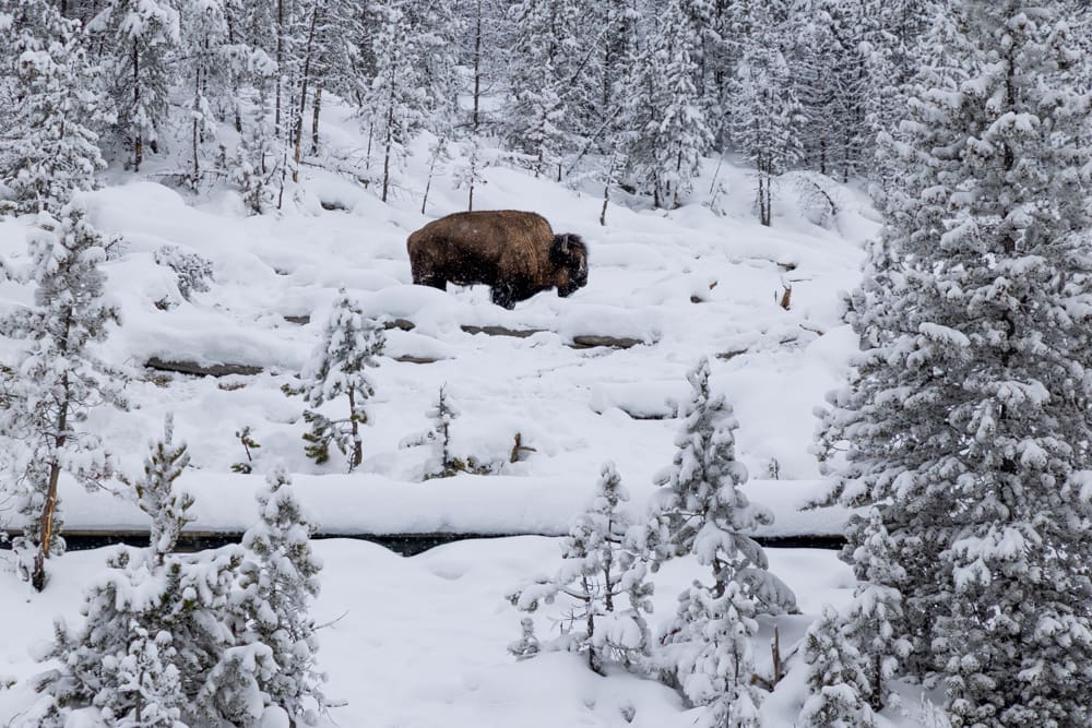 featured image of post: Winter in Yellowstone