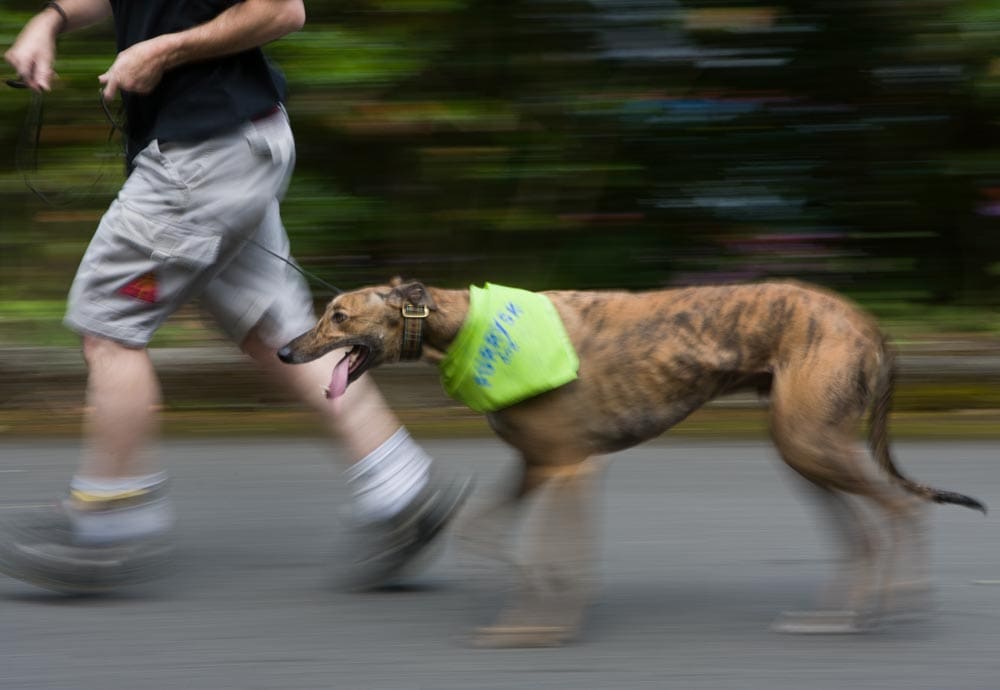 Man jogging with a leashed dog wearing a bright green vest, both panned so the background blurs into motion streaks