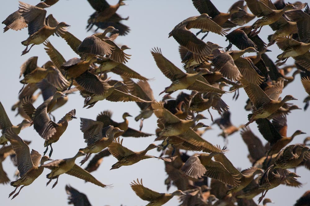 Dense flock of birds in flight, wings fully extended and frozen mid-flap against a pale sky