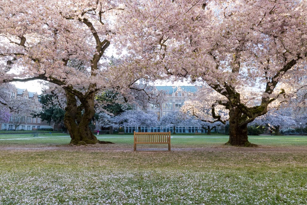 Cherry blossom trees in full bloom framing an empty wooden bench on the University of Washington quad, petals scattered on the grass