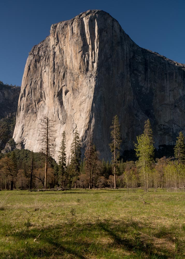 El Capitan's massive granite cliff face lit by late sun, rising above a green meadow dotted with pine trees and patches of shadow.