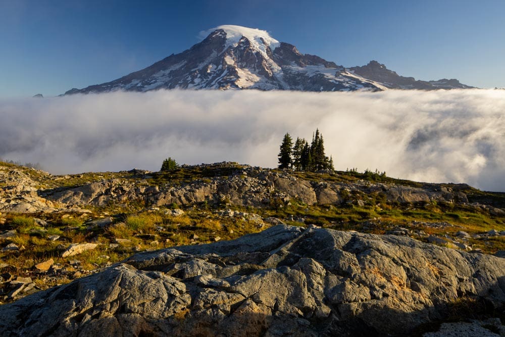 Snow-capped Mount Rainier rising above a thick layer of clouds, with a rocky, lichen-covered ridge and small evergreen trees in the foreground.