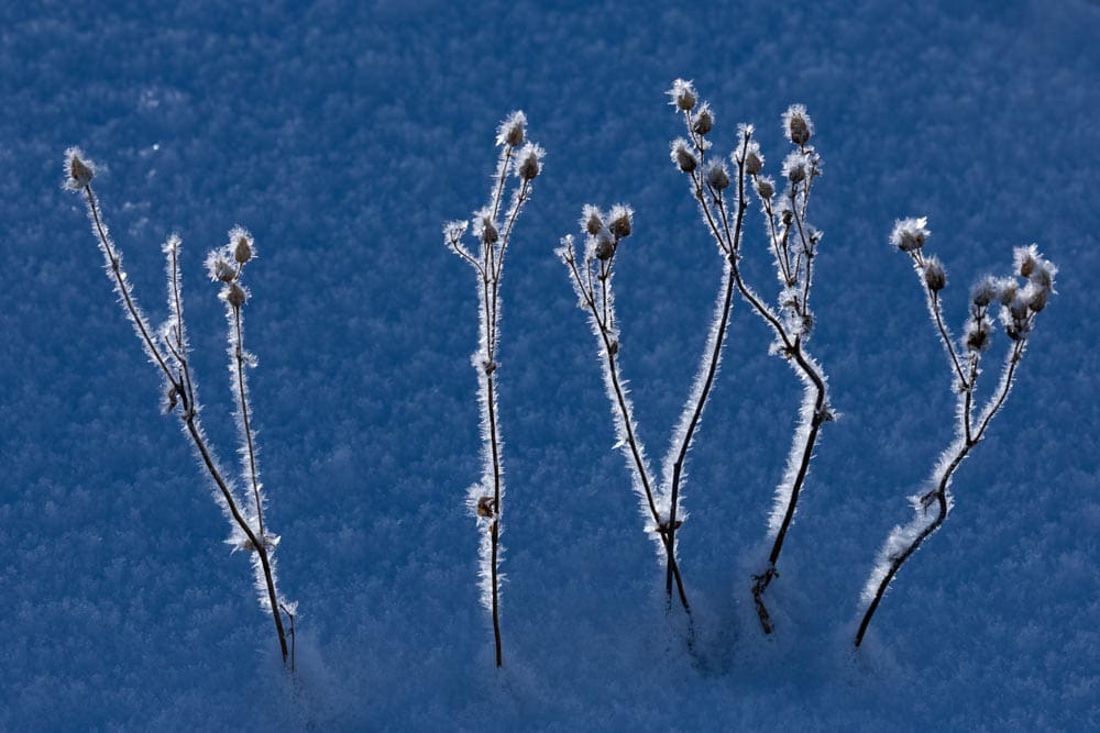 Several frost-covered dried plant stems topped with seed pods, standing in blue-toned snow, each coated in spiky ice crystals.