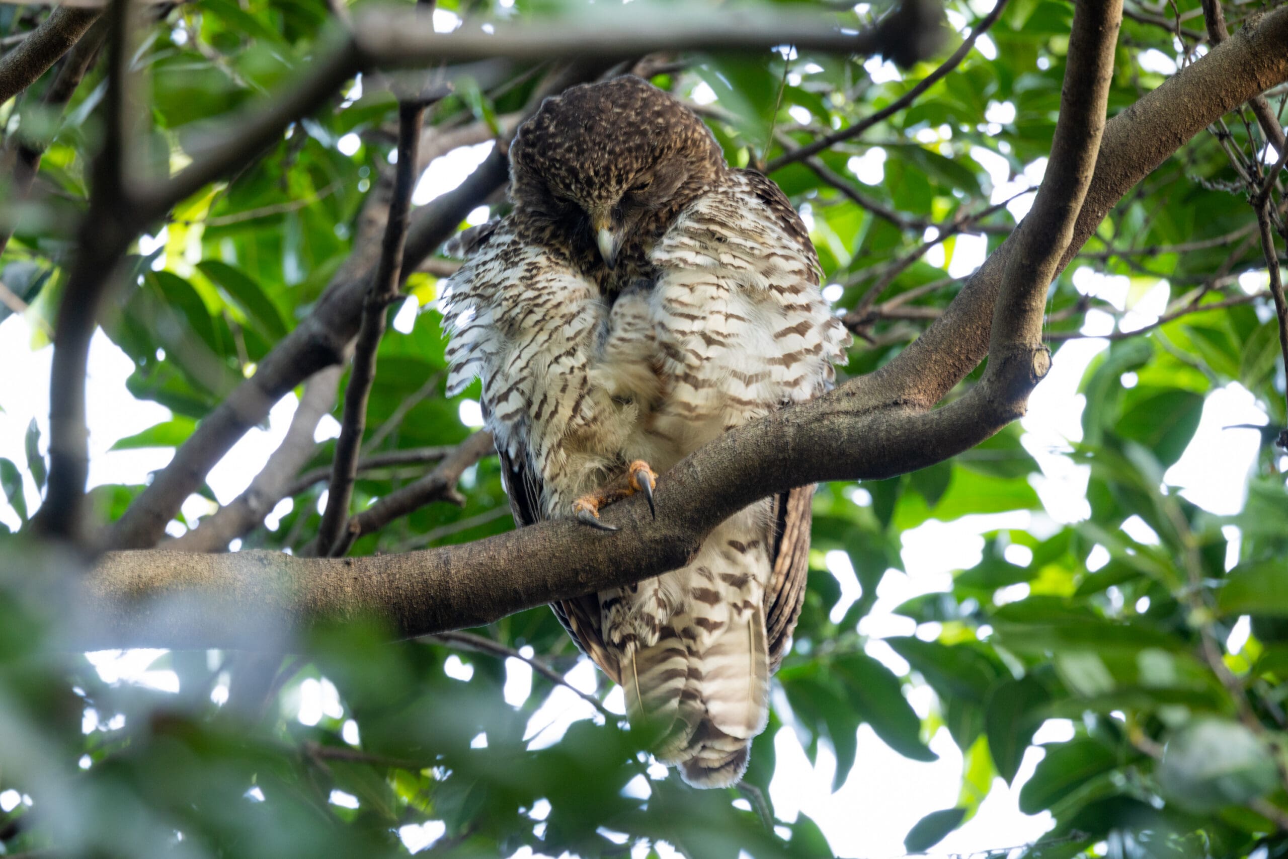A Powerful Owl perched on a branch, partly hidden by leaves in the Royal Botanic Garden Sydney