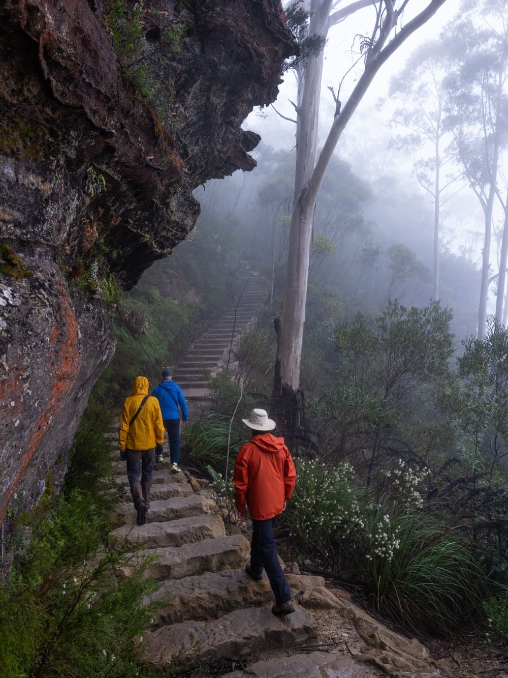 Three hikers in rain jackets walk down stone steps along a cliff in the misty Blue Mountains